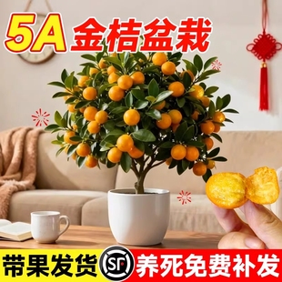 四季金桔树盆栽带果可食用小橘子树客厅室内好养花卉绿植盆景家里