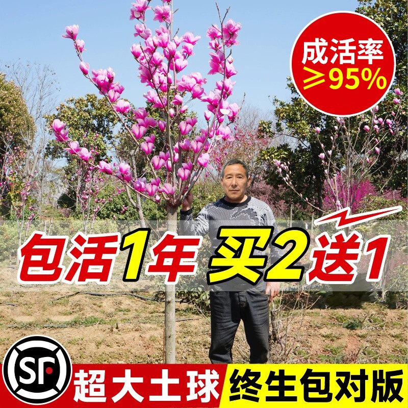 玉兰花树苗带花苞红白紫玉兰树室外矮化庭院四季花卉盆栽绿化大树