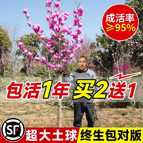玉兰花树苗带花苞红白紫玉兰树室外矮化庭院四季花卉盆栽绿化大树