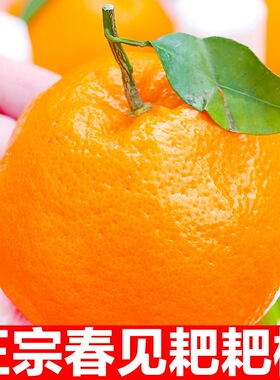 FT2正宗四川眉山现摘耙耙柑手剥橘子爆汁儿童孕妇应季水果橘子