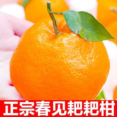 正宗四川眉山现摘耙耙柑手剥橘子甜蜜爆汁儿童孕妇应季水果橘子