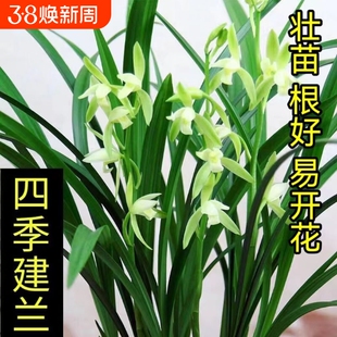 兰花盆栽建兰四季兰大凤素 客厅花卉植物室内花好养活