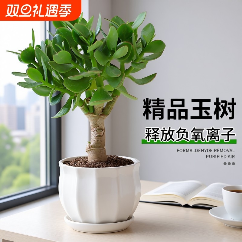 玉树盆栽老桩大叶精品多肉植物室内客厅办公室桌面花卉绿植小盆景