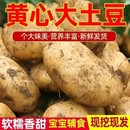 贵州黄心土豆黄皮土豆软糯洋芋马铃薯黄肉土豆黄心当季 蔬菜