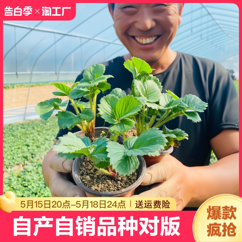 奶油草莓苗盆栽带盆带土种籽子可食用红颜四季结果阳台种植新苗秧