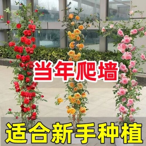 蔷薇花苗藤本月季大花庭院花园爬墙攀援爬藤植物阳台玫瑰花卉盆栽