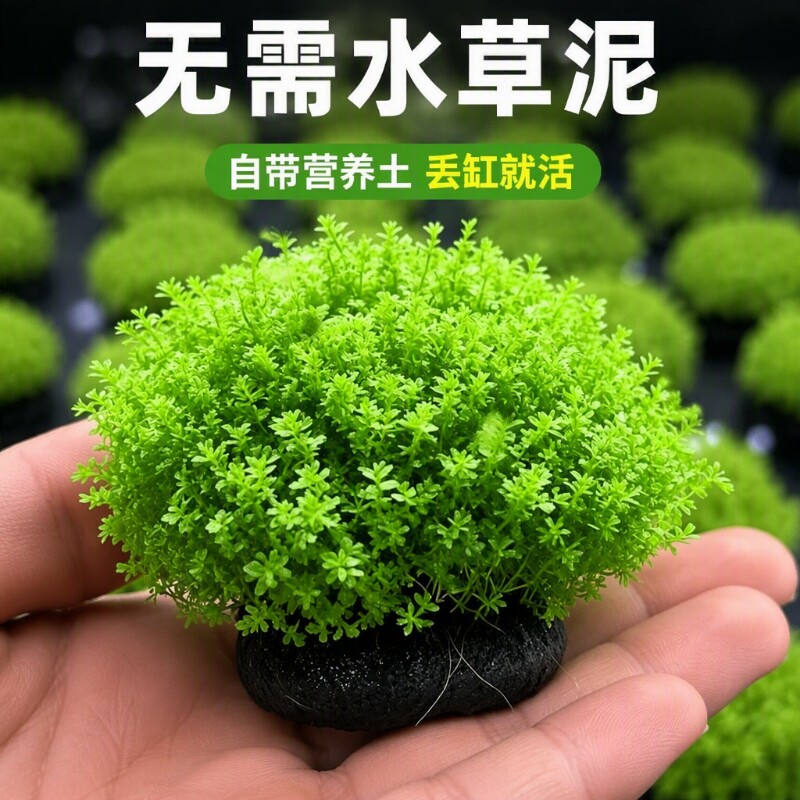 高珍珠大坨水草鱼缸造景专用图片