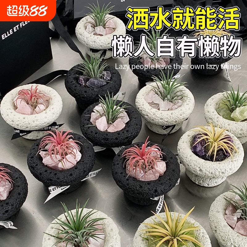 空气凤梨无土植物特价花期精灵带色包邮绿植盆栽花草礼品礼物