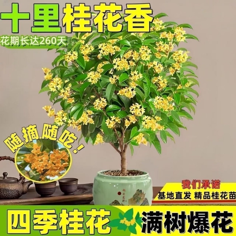 【四季开花】桂花树桂花盆栽金桂浓香型花卉四季庭院阳台开花植物