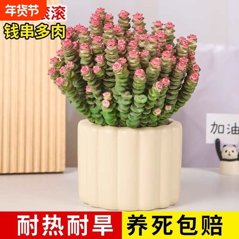 彩色钱串锦多肉植物室内新手好养肉肉红心钱串子稀有品种盆栽花卉,鲜花速递/花卉仿真/绿植园艺,多肉植物,淘宝优惠券,粉丝福利购,淘宝优惠卷
