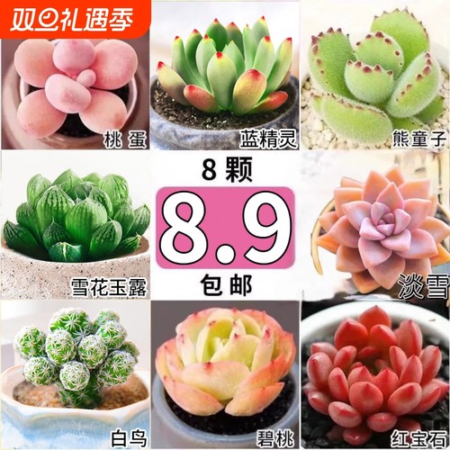 多肉植物大颗好养|超1000次加购