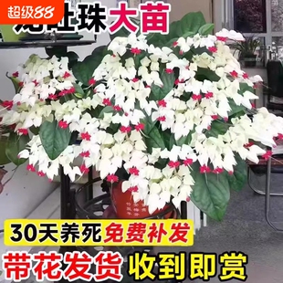 龙吐珠花盆栽带花苗老桩鲜花植物室内客厅阳台四季开花卉绿植蝴蝶