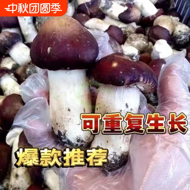 大球盖菇  赤松茸菌包菌种 蘑菇菌包 食用菌菌种家庭蘑菇盆栽阳台图片