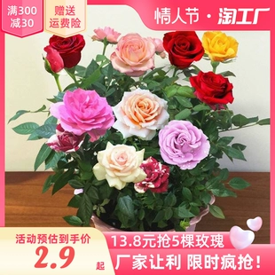 开花玫瑰花苗老桩月季 花苗浓香 玫瑰花树苗盆栽花卉植物室内花四季