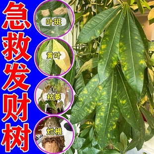 发财树叶斑病专用药叶子发黄掉叶烂根白斑发财树专用营养液通用肥