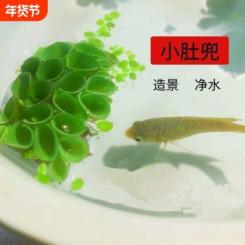 浮萍肚兜萍水草植物打造原生态古法养鱼龟净化水质水培造景植物