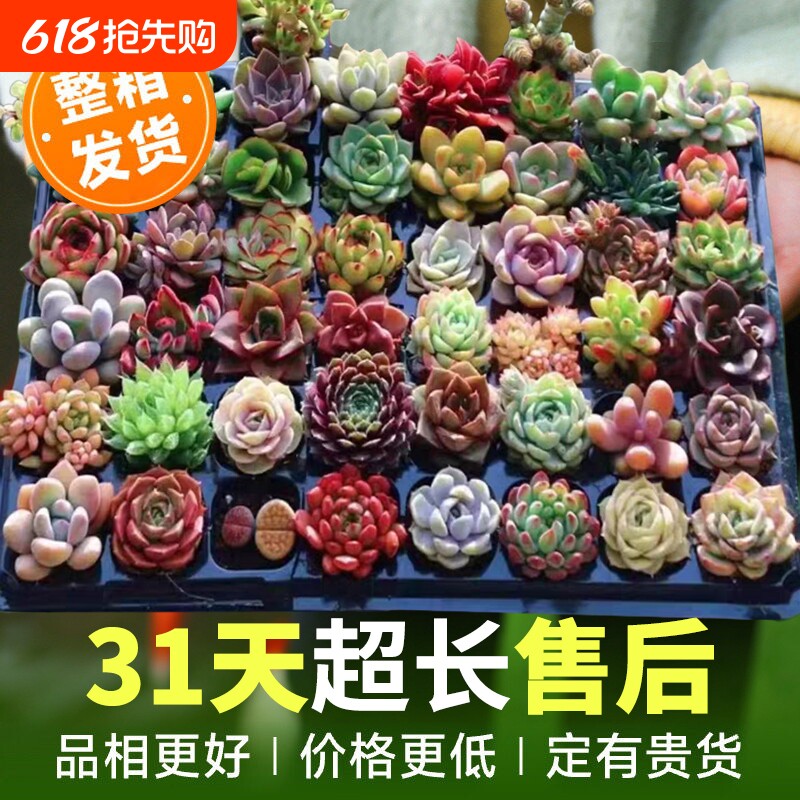 多肉植物大颗好养室内小盆栽绿植物花卉批发价贵货幼儿园易存活