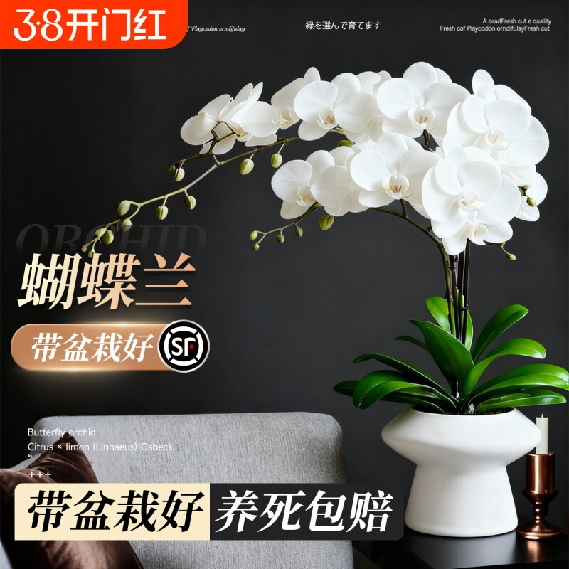 蝴蝶兰盆栽带花苞花剑兰花卉苗室内客厅阳台绿植物全国四季好养活