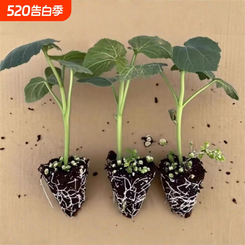 高产不易老超嫩水果秋葵秧苗脆嫩红秋葵种子耐热营养丰富基地直发