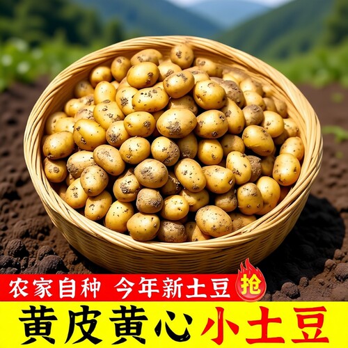 现挖恩施富硒小土豆高山
