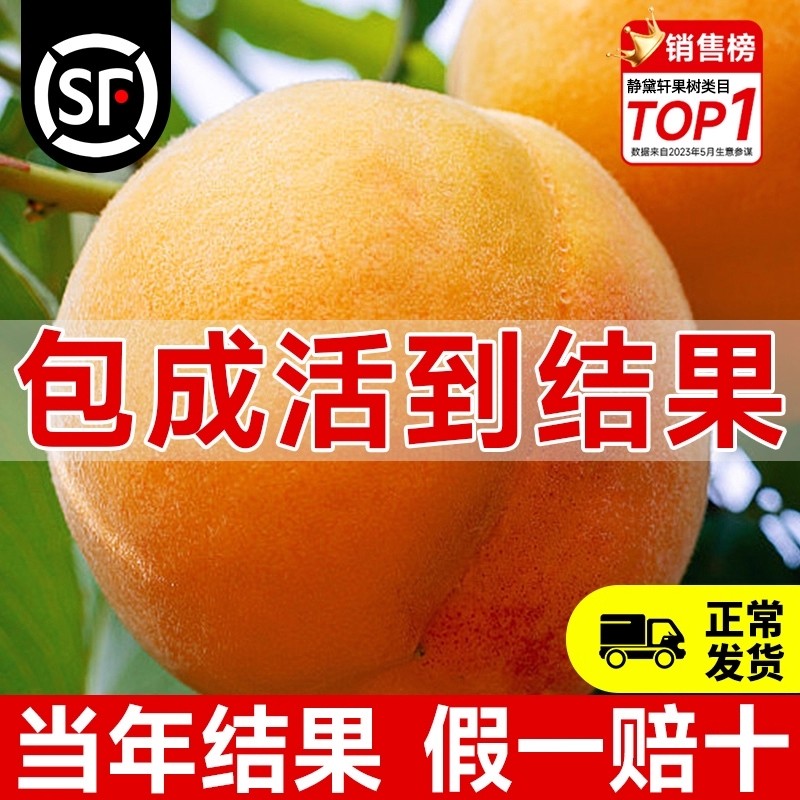 黄桃树苗桃树果苗冬桃嫁接苗南北方庭院四季种植果树果苗当年结果