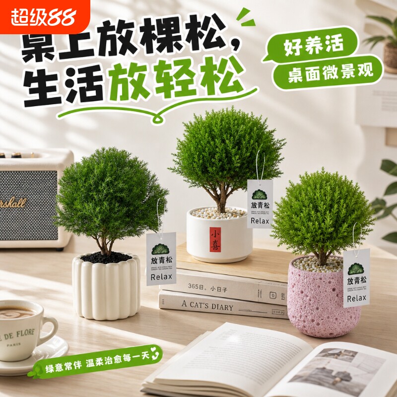 放青松绿植雾凇盆栽室内懒人图片