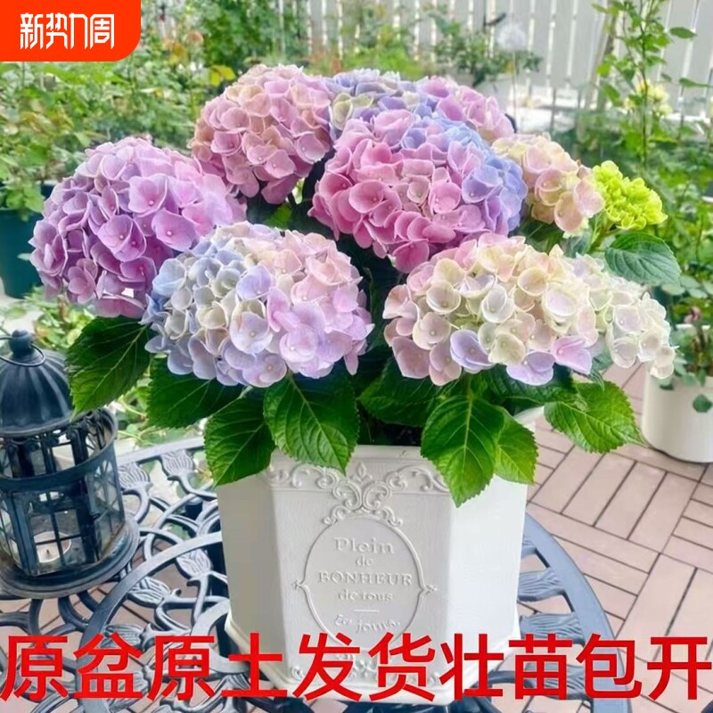 大花绣球苗四季开花无尽夏盆栽花卉绿植物室内外好养耐寒老桩阳台
