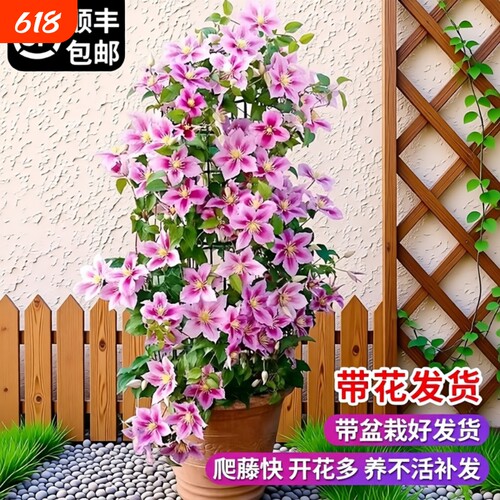 乌托邦铁线莲大苗爬藤植物绿植花卉盆栽银币四季开花带花啤酒村庄