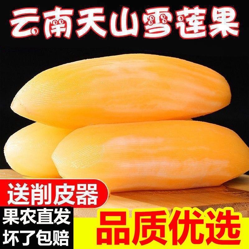【精选】现货云南天山雪莲果新鲜水果当季高山红泥黄心雪连果脆甜