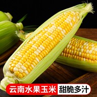 云南水果玉米双色金银低脂甜脆