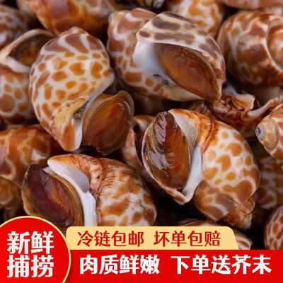 花螺活体冷冻海螺新鲜深沟螺小香螺无沙捞汁海鲜生鲜水产捞汁批发