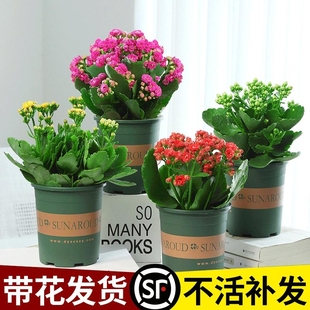 长寿花盆栽重瓣大花绿植鲜花带花苞室内金狐狸四季 开花好养活花卉