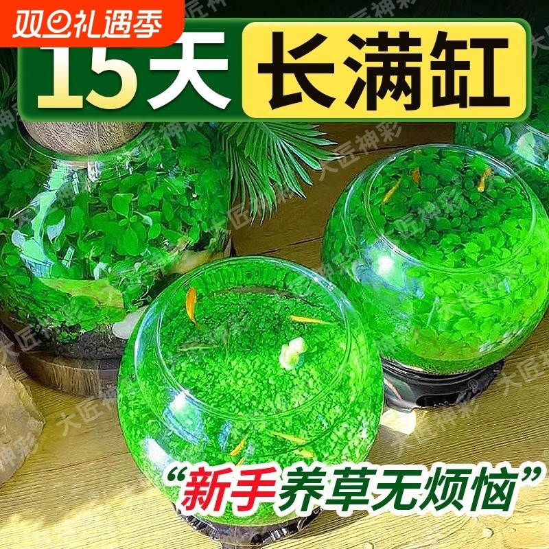 鱼缸水草种子生态种籽水培真草装饰造景养鱼沉木室内水质植物牛毛