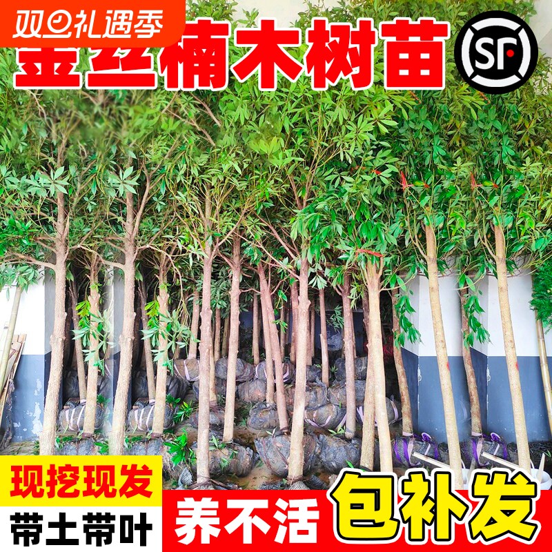 四川正宗金丝楠木盆栽常绿树苗