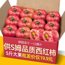 正宗供商超品质沙瓤西红柿5斤装 普罗旺斯自然熟柿子蔬菜水果番茄