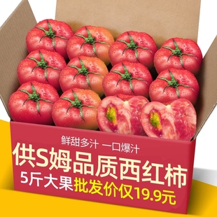 正宗供商超品质沙瓤西红柿5斤装 普罗旺斯自然熟柿子蔬菜水果番茄