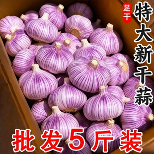 2026年金乡新干蒜头新鲜蔬菜紫皮蒜干蒜红皮蒜蒜干当季自提自种