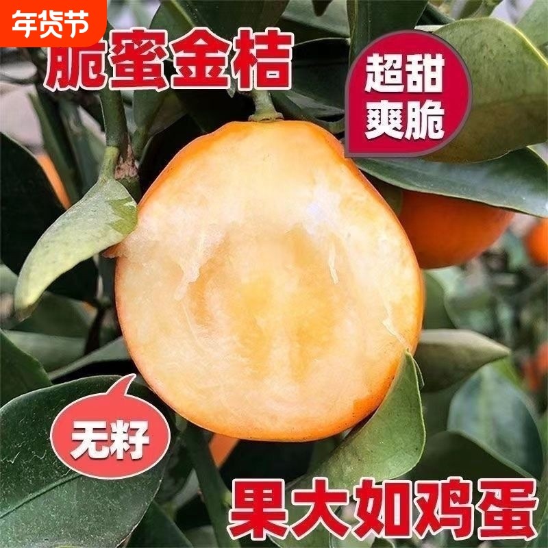 第四代脆蜜金柑树苗盆栽融安三代脆蜜金桔嫁接苗无籽金桔特大号,鲜花速递/花卉仿真/绿植园艺,绿植,淘宝优惠券,粉丝福利购,淘宝优惠卷