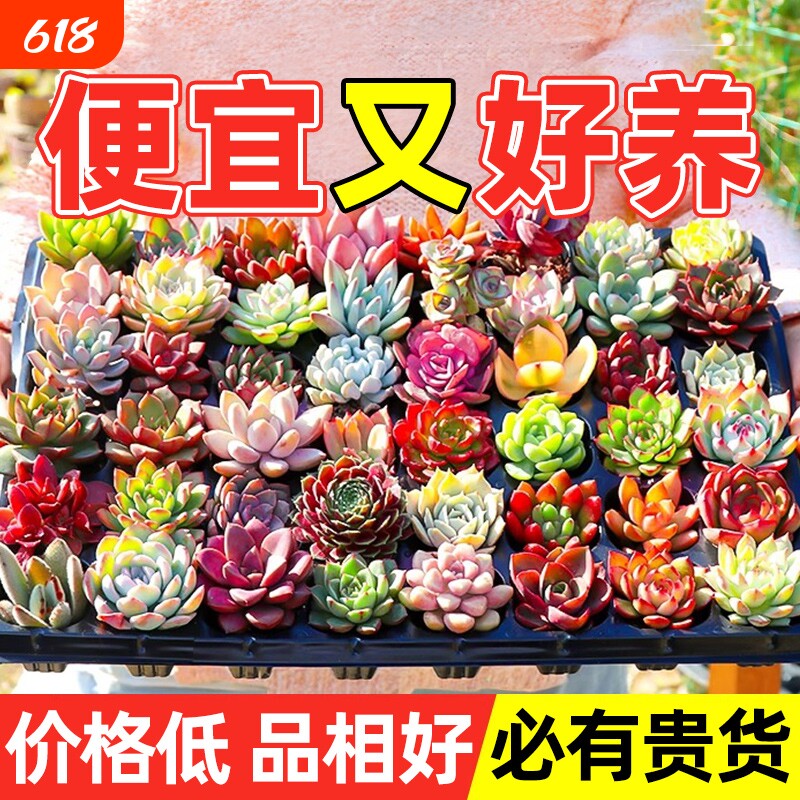 多肉植物大颗好养室内小盆栽绿植物花卉批发价有贵货幼儿园易存活