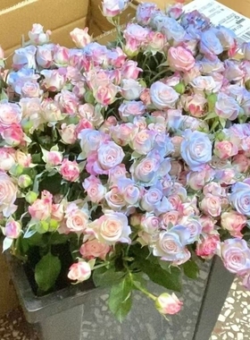 鲜花碎折射云南昆明基地直发多头泡泡玫瑰花束摆设水培花橙色插花