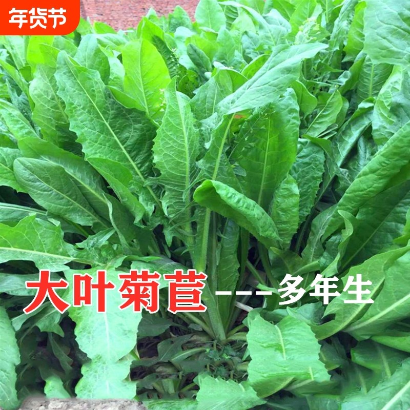 菊苣草种籽大叶多年生兔子牛鱼鸡鸭鹅养殖四季牧草种子种植高产,鲜花速递/花卉仿真/绿植园艺,家庭园艺种子,淘宝优惠券,粉丝福利购,淘宝优惠卷