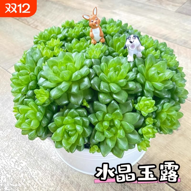 水晶玉露草玉露多肉小盆景植物室内花卉绿植盆栽玉露桃蛋精品老桩