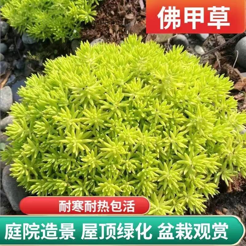 黄金佛甲草多年生宿根庭院图片