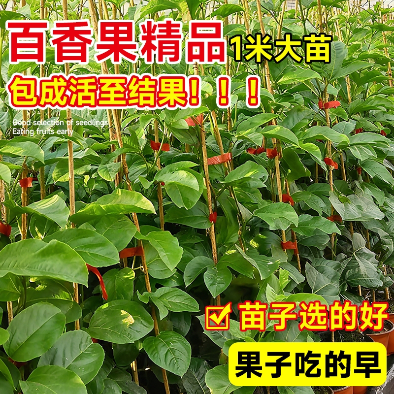 黄金百香果种植盆栽四季结果紫皮