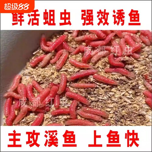 新鲜活红蛆虫活饵溪流钓鱼肉蛆昆虫野钓石斑马口白条鱼食腥味鱼饵
