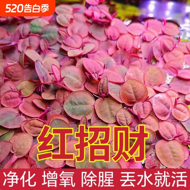 红毛丹浮萍水浮莲水草生植物池塘鱼缸造景养殖净化水质水培红套餐