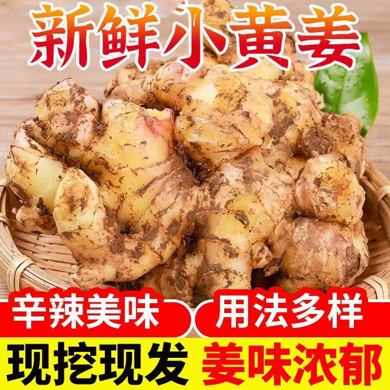 小黄姜正宗贵州农家高山自种现挖姜味浓郁新鲜嫩姜生姜小黄姜