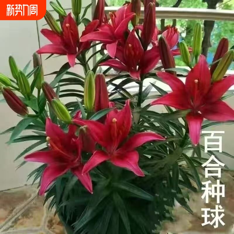 四季花香百合种球带芽瓣多头耐寒四季盆栽室外花卉绿植