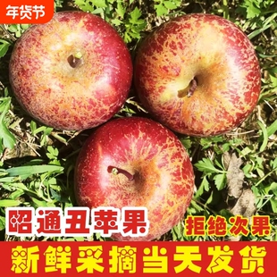 2026年云南昭通丑苹果新鲜昭通市冰糖心富士苹果水果当季整箱
