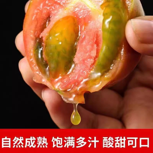 顺丰正宗铁皮丹东柿子盐碱地西红柿草莓新鲜自然水果现摘成熟番茄